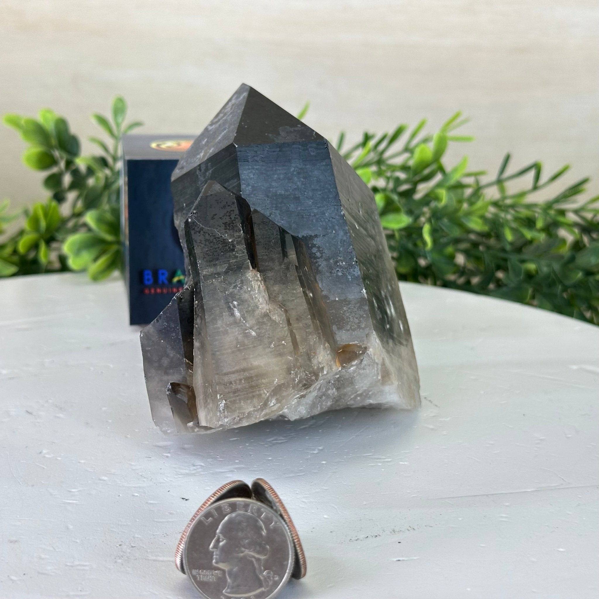 Smoky Quartz Crystal Cluster 2.1 lbs & 4.1" Tall #5702 - 0001 - Brazil GemsBrazil GemsSmoky Quartz Crystal Cluster 2.1 lbs & 4.1" Tall #5702 - 0001Clusters With Natural Bases5702 - 0001