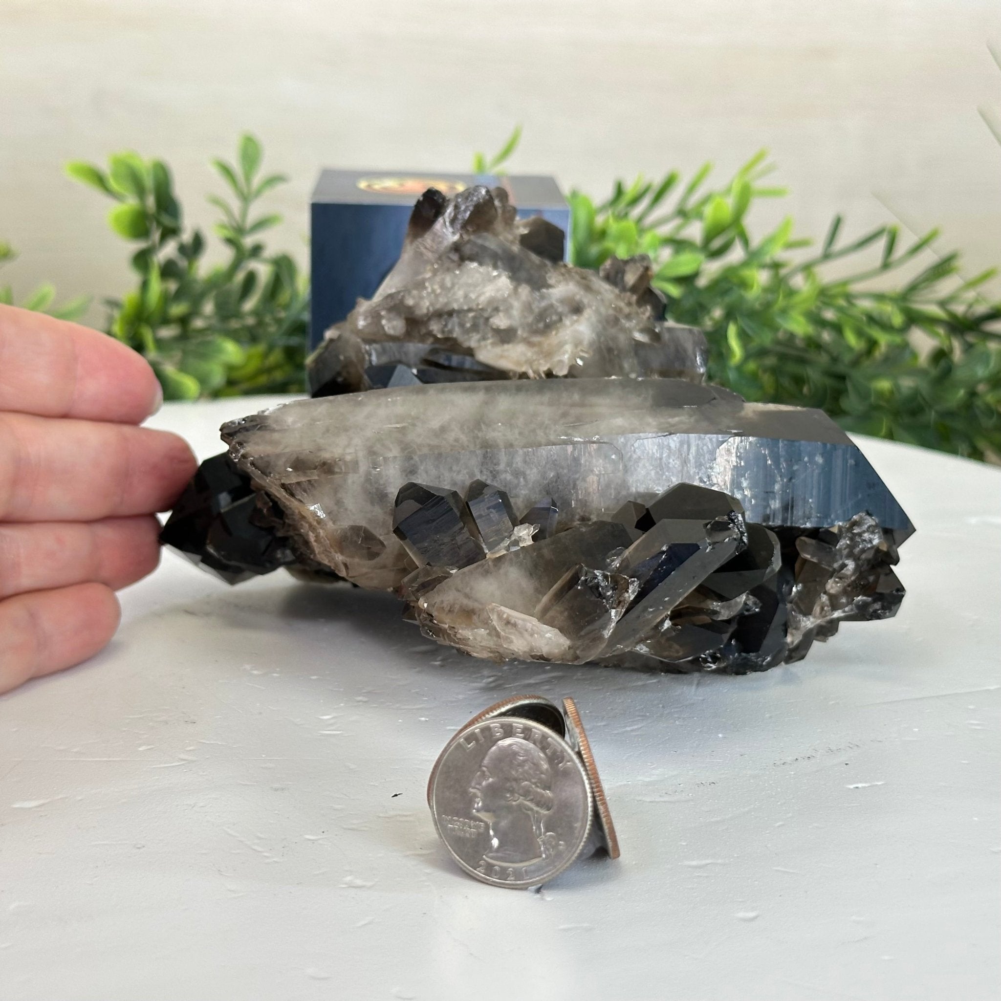 Smoky Quartz Crystal Cluster 2.3 lbs & 3.4" Tall #5702 - 0002 - Brazil GemsBrazil GemsSmoky Quartz Crystal Cluster 2.3 lbs & 3.4" Tall #5702 - 0002Clusters With Natural Bases5702 - 0002