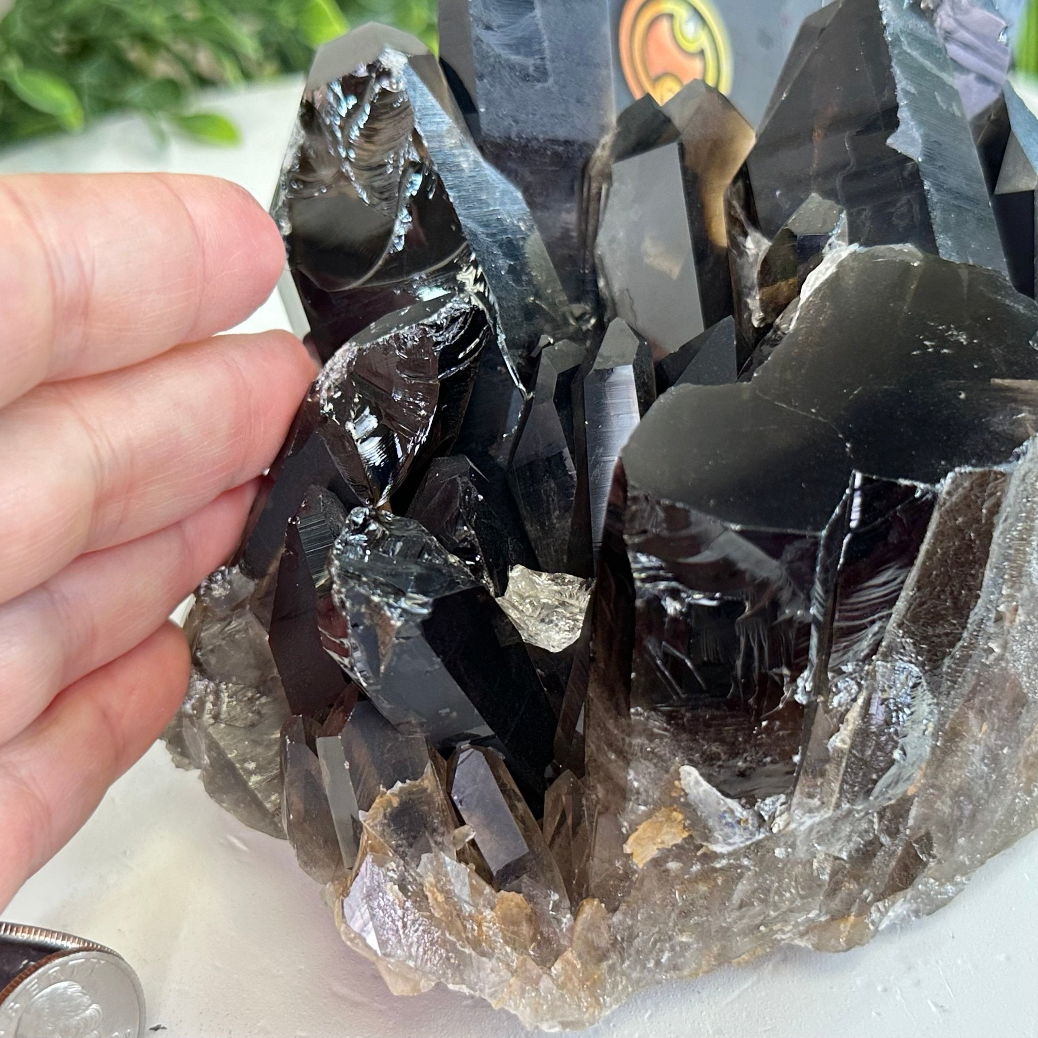 Smoky Quartz Crystal Cluster 3.6 lbs & 3.7" Tall #5702 - 0006 - Brazil GemsBrazil GemsSmoky Quartz Crystal Cluster 3.6 lbs & 3.7" Tall #5702 - 0006Clusters With Natural Bases5702 - 0006