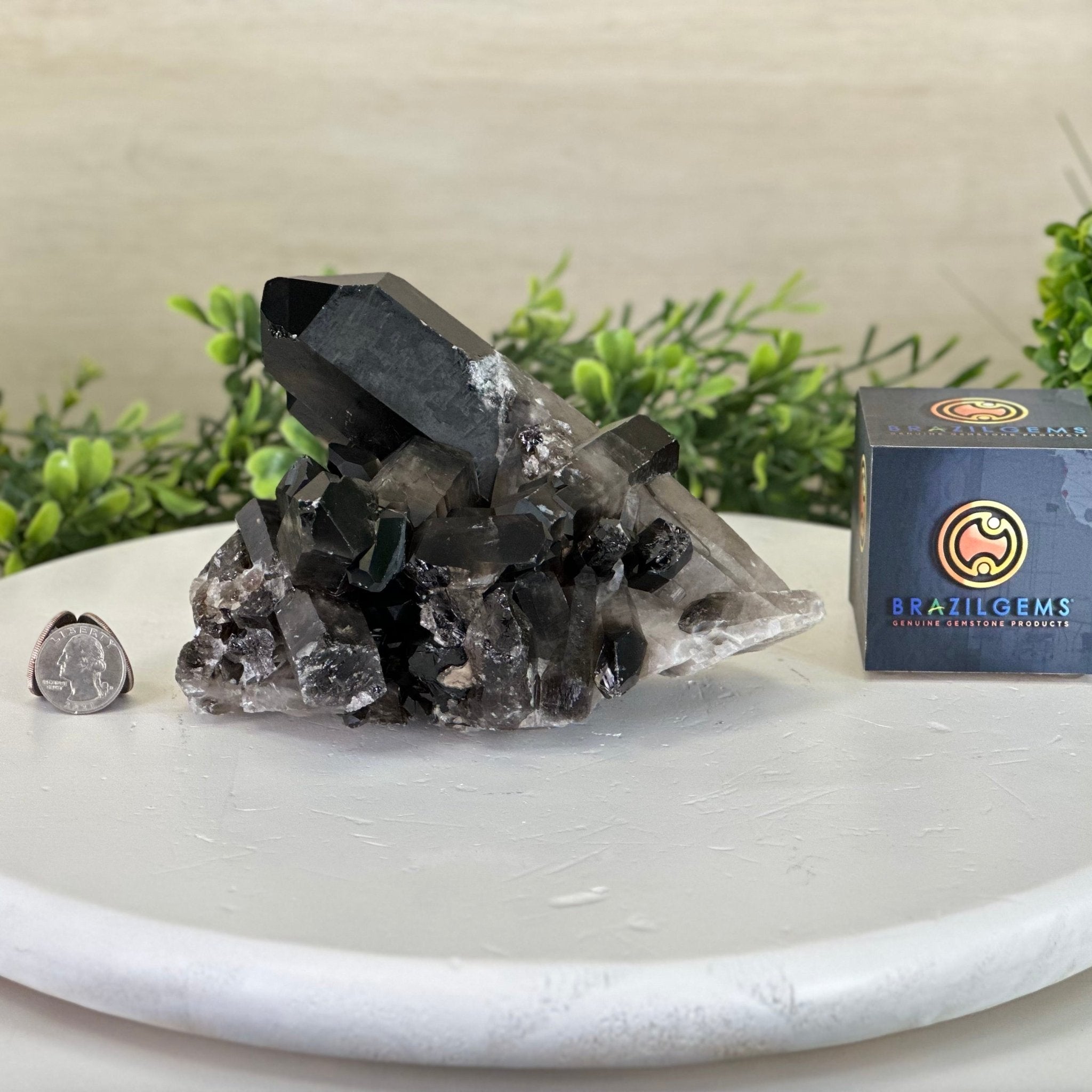 Smoky Quartz Crystal Cluster For Sale by Brazil Gems® #5702-0007