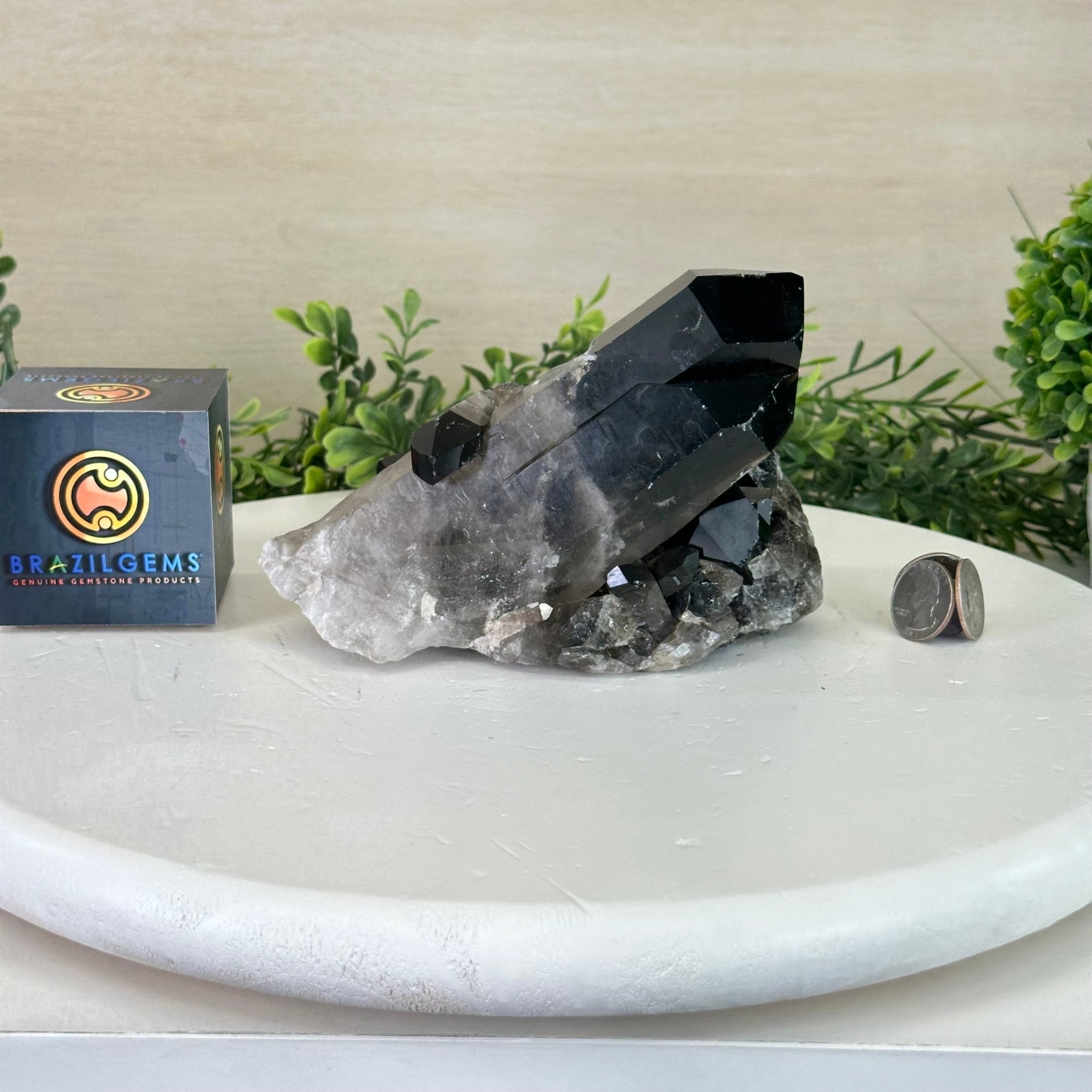 Smoky Quartz Crystal Cluster For Sale by Brazil Gems® #5702-0007