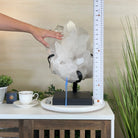 Super Quality Clear Quartz Cluster, Metal Stand, 63.9 lbs & 18.6" Tall 5495 - 0102 - Brazil GemsBrazil GemsSuper Quality Clear Quartz Cluster, Metal Stand, 63.9 lbs & 18.6" Tall 5495 - 0102Clusters on Fixed Bases5495 - 0102